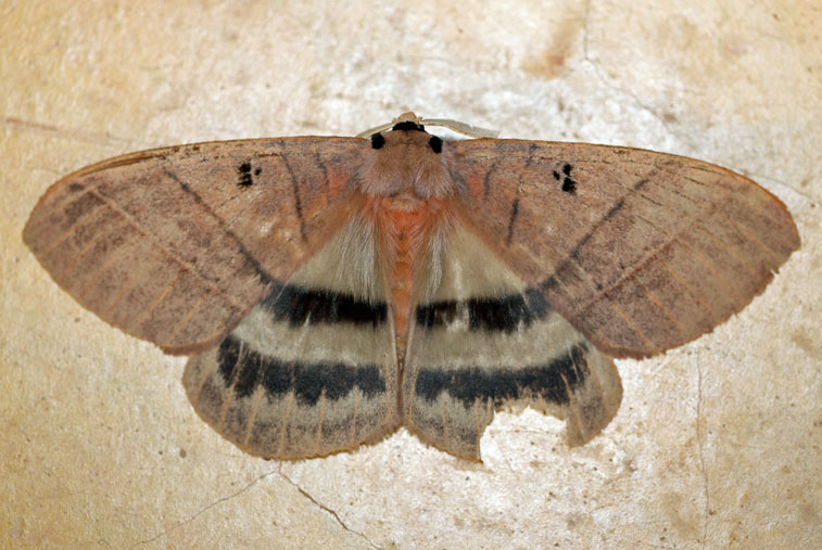 /filer/webapps/moths/media/images/E/eurymas_Jana_A_Voaden_01.jpg