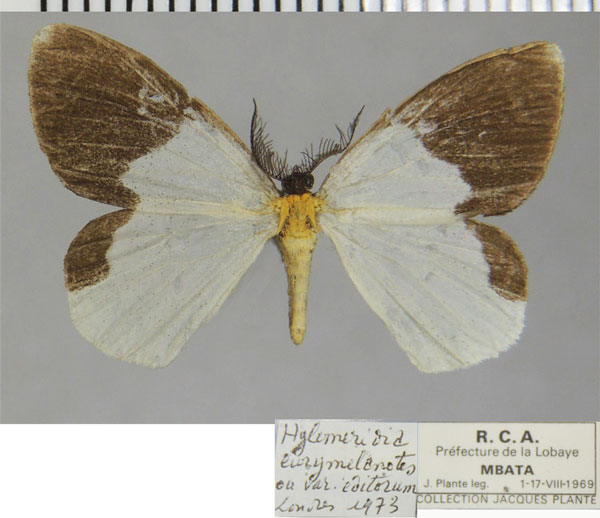 /filer/webapps/moths/media/images/E/eurymelanotes_Hylemeridia_AM_ZSM_5Iu3a3j.jpg