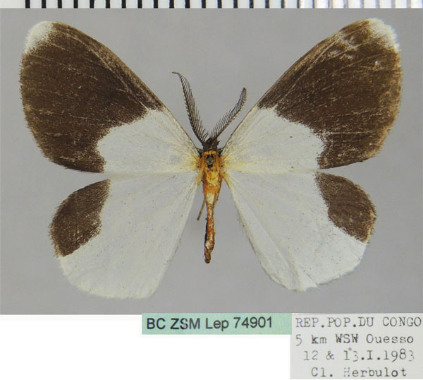 /filer/webapps/moths/media/images/E/eurymelanotes_Hylemeridia_AM_ZSMa_tnOsgUy.jpg
