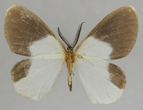 /filer/webapps/moths/media/images/E/eurymelanotes_Hylemeridia_AM_ZSMb_i07IRkk.jpg