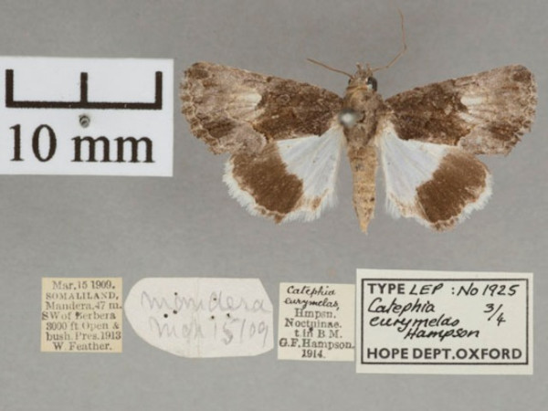 /filer/webapps/moths/media/images/E/eurymelas_Aedia_PT_OUMNH_01.jpg