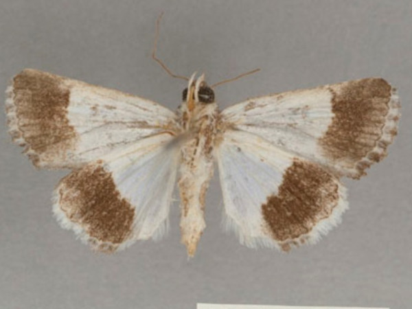 /filer/webapps/moths/media/images/E/eurymelas_Aedia_PT_OUMNHb_01.jpg