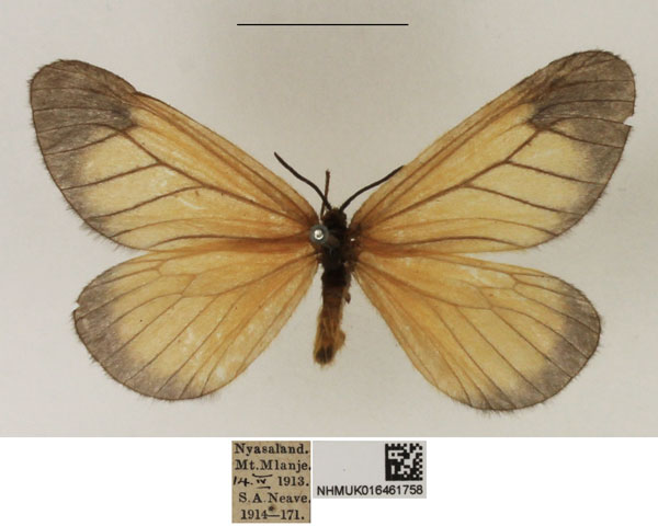 /filer/webapps/moths/media/images/E/euryperalis_Staphylinochrous_AF_NHMUK.jpg