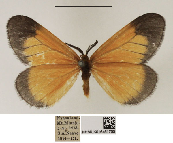 /filer/webapps/moths/media/images/E/euryperalis_Staphylinochrous_AM_NHMUK.jpg