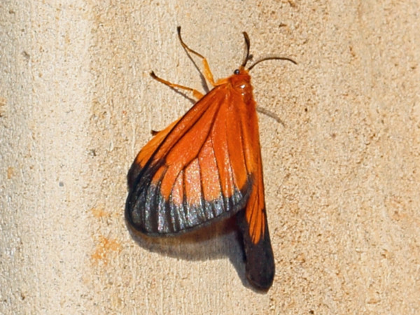 /filer/webapps/moths/media/images/E/euryperalis_Staphylinochrous_A_Voaden.JPG