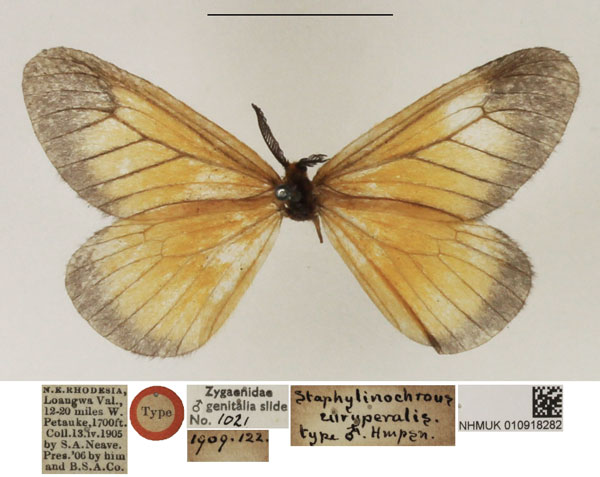 /filer/webapps/moths/media/images/E/euryperalis_Staphylinochrous_HT_NHMUK.jpg