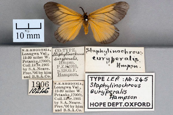 /filer/webapps/moths/media/images/E/euryperalis_Staphylinochrous_ST_OUMNH_01.jpg