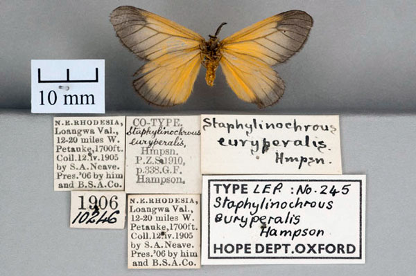 /filer/webapps/moths/media/images/E/euryperalis_Staphylinochrous_ST_OUMNH_02.jpg