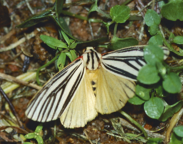 /filer/webapps/moths/media/images/E/euryphlebia_Spilosoma_A_Roland_01.jpg
