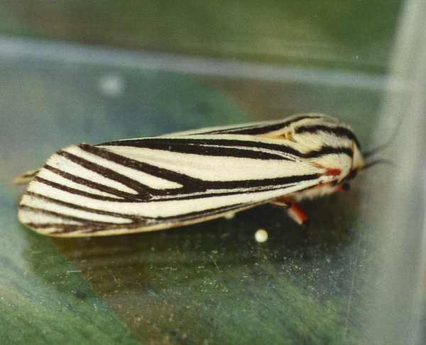 /filer/webapps/moths/media/images/E/euryphlebia_Spilosoma_A_Roland_02.jpg