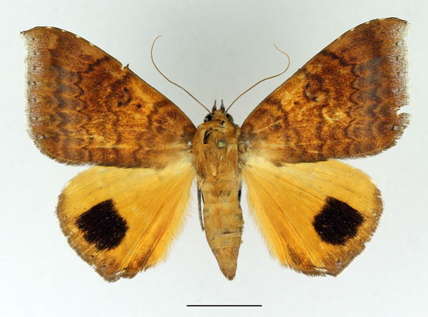 /filer/webapps/moths/media/images/E/euryplaga_Achaea_AF_Basquin.jpg