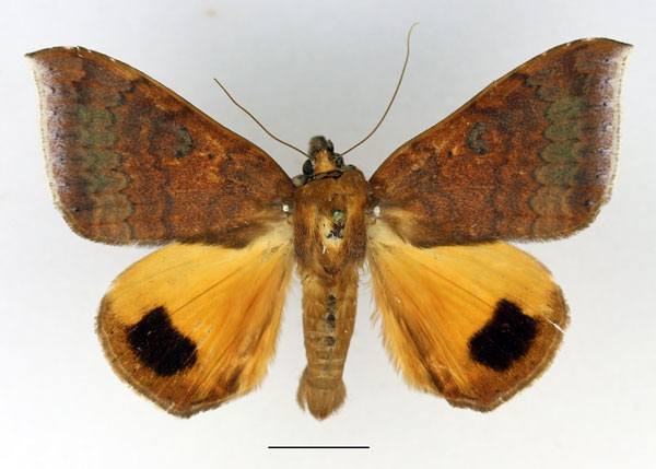 /filer/webapps/moths/media/images/E/euryplaga_Achaea_AM_Basquin.jpg