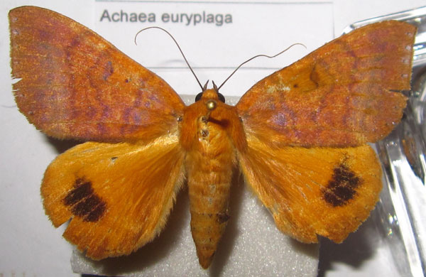 /filer/webapps/moths/media/images/E/euryplaga_Achaea_A_Bippus.jpg