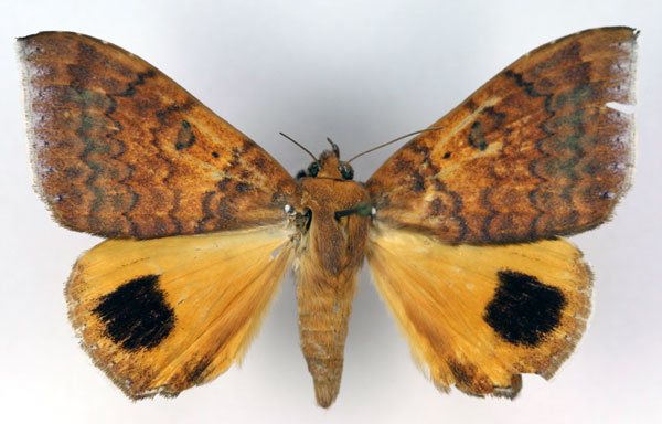 /filer/webapps/moths/media/images/E/euryplaga_Achaea_A_RMCA.jpg