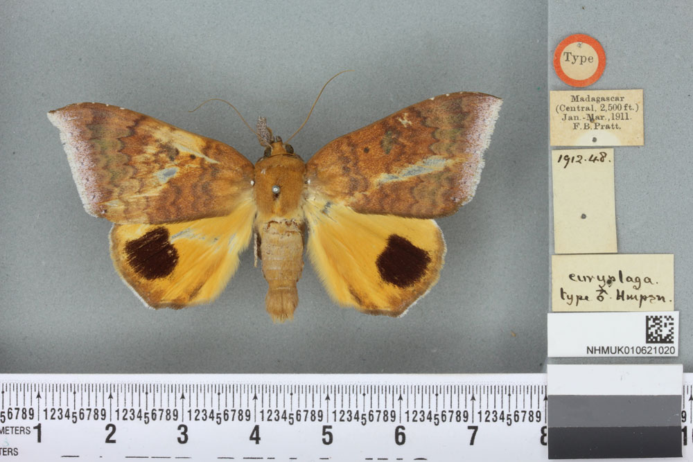 /filer/webapps/moths/media/images/E/euryplaga_Achaea_HT_BMNHa.jpg