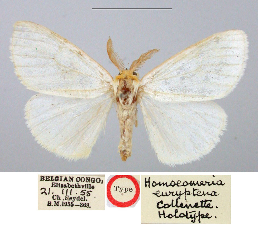 /filer/webapps/moths/media/images/E/euryptena_Homoeomeria_HT_BMNH.jpg