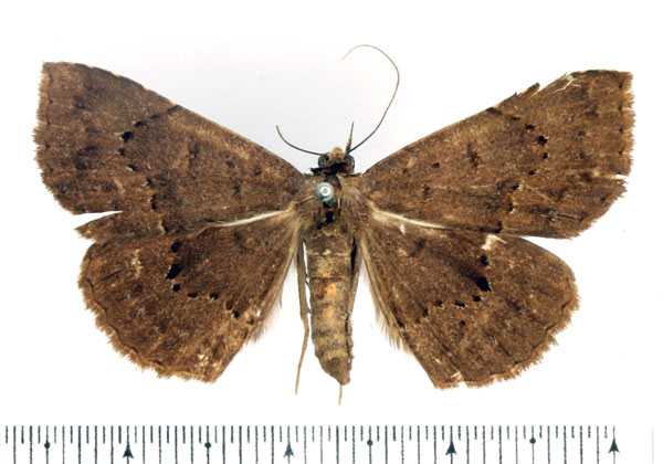 /filer/webapps/moths/media/images/E/euryptera_Maxera_AF_BMNH.jpg