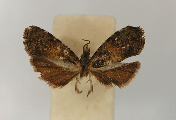 /filer/webapps/moths/media/images/E/euryteles_Endothenia_LT_RMCA_01.jpg