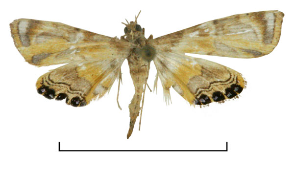 /filer/webapps/moths/media/images/E/euryxantha_Eoophyla_HT_RMCA.jpg