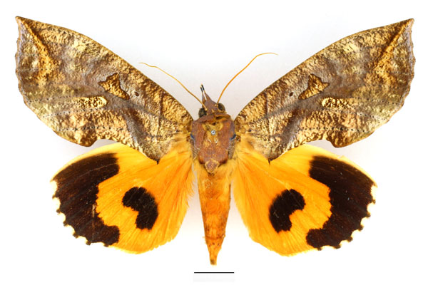 /filer/webapps/moths/media/images/E/euryzona_Eudocima_AM_Basquin_01.jpg