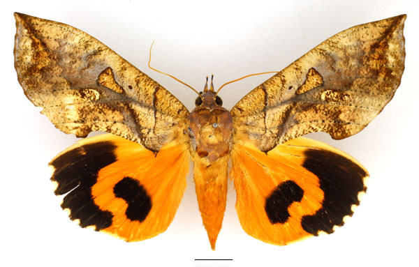 /filer/webapps/moths/media/images/E/euryzona_Eudocima_AM_Basquin_02.jpg