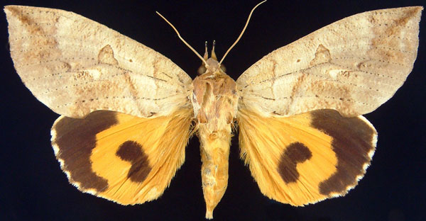 /filer/webapps/moths/media/images/E/euryzona_Eudocima_AM_Brou.jpg