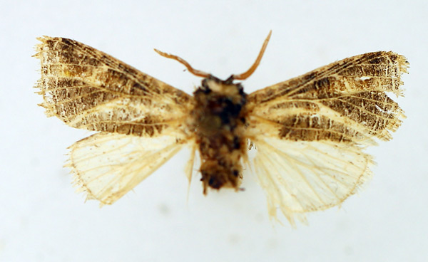 /filer/webapps/moths/media/images/E/eustrigata_Salagena_AM_TMSA.jpg