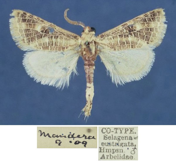 /filer/webapps/moths/media/images/E/eustrigata_Salagena_STM_NHMUK.jpg