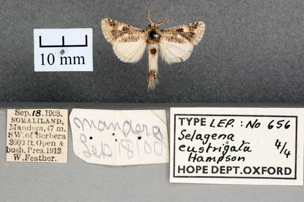 /filer/webapps/moths/media/images/E/eustrigata_Salagena_STM_OUMNH_01.jpg