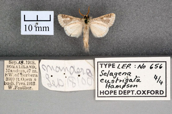 /filer/webapps/moths/media/images/E/eustrigata_Salagena_STM_OUMNH_02.jpg
