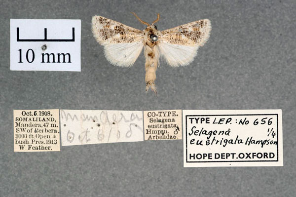 /filer/webapps/moths/media/images/E/eustrigata_Salagena_ST_OUMNH_01.jpg