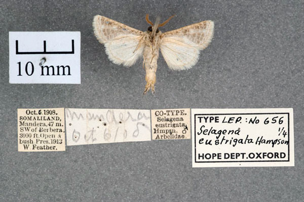 /filer/webapps/moths/media/images/E/eustrigata_Salagena_ST_OUMNH_02.jpg