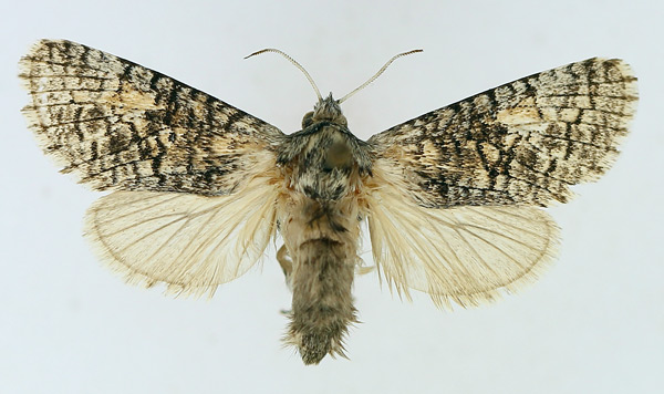 /filer/webapps/moths/media/images/E/eutelia_Brachylia_AF_TMSA.jpg