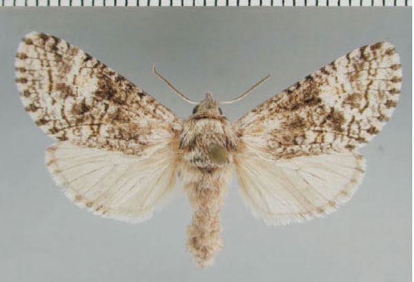 /filer/webapps/moths/media/images/E/eutelia_Brachylia_AF_ZMHB.jpg