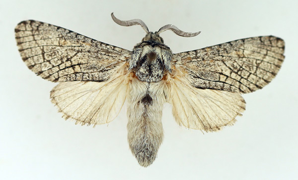 /filer/webapps/moths/media/images/E/eutelia_Brachylia_AM_TMSA.jpg