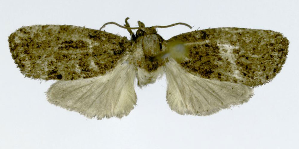 /filer/webapps/moths/media/images/E/euthenica_Cryptophlebia_HT_ZMJU.jpg