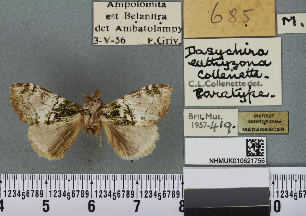 /filer/webapps/moths/media/images/E/euthyzona_Dasychira_PTM_BMNH_01a.jpg