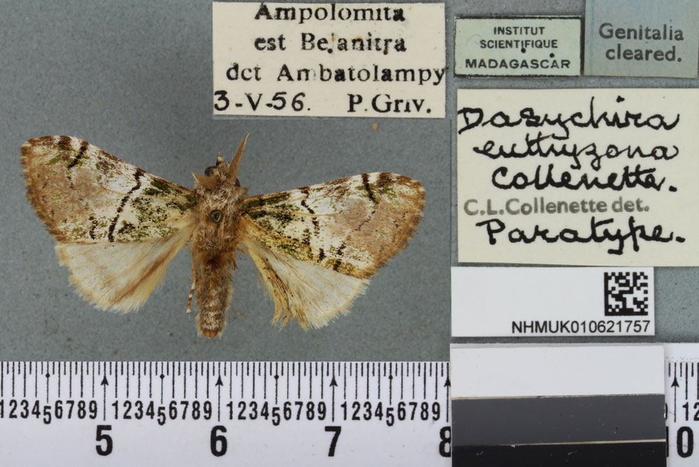 /filer/webapps/moths/media/images/E/euthyzona_Dasychira_PTM_BMNH_02a.jpg