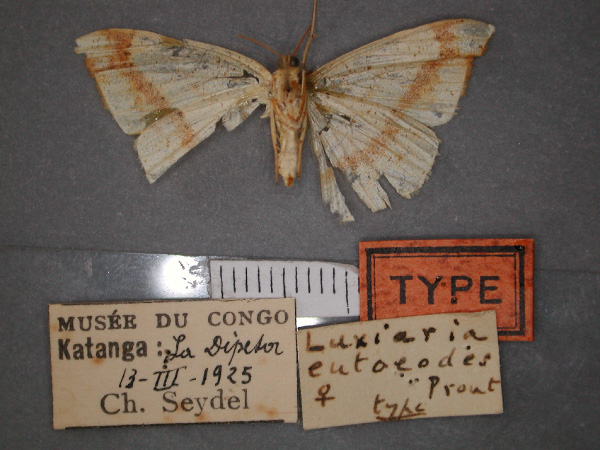 /filer/webapps/moths/media/images/E/eutoeodes_Anoectomychus_HT_RMCA_02.jpg