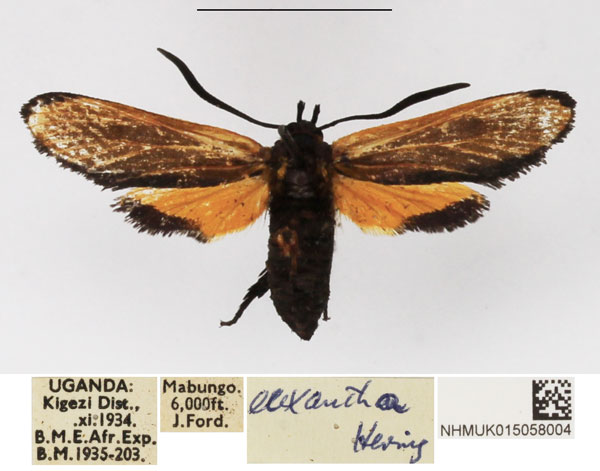 /filer/webapps/moths/media/images/E/euxantha_Netrocera_AF_NHMUK.jpg