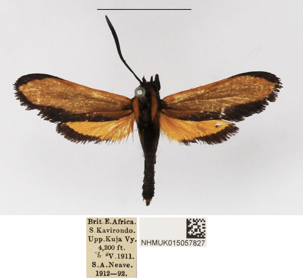 /filer/webapps/moths/media/images/E/euxantha_Netrocera_AM_NHMUK.jpg