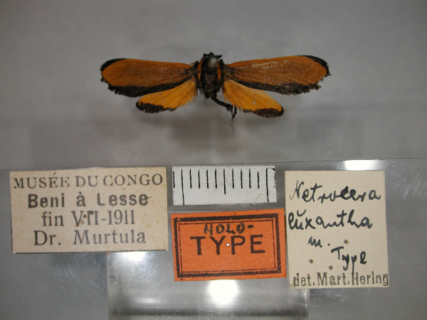 /filer/webapps/moths/media/images/E/euxantha_Netrocera_A_RMCA_01.jpg