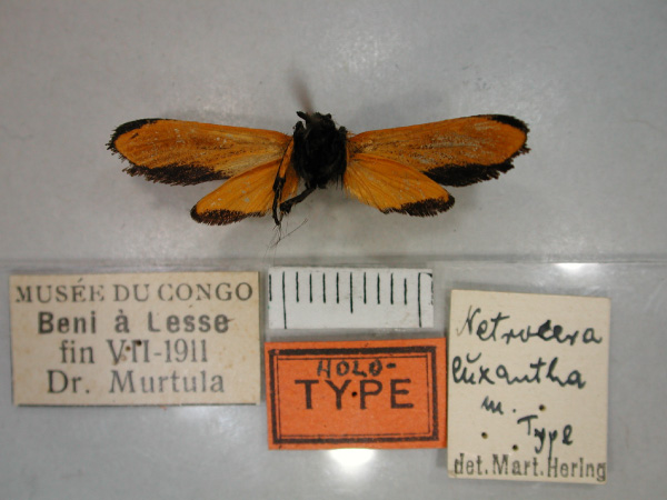 /filer/webapps/moths/media/images/E/euxantha_Netrocera_A_RMCA_02.jpg