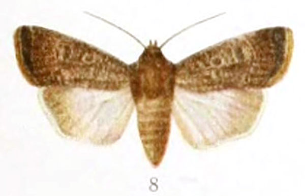 /filer/webapps/moths/media/images/E/euxoides_Athetis_HT_BMNH.jpg