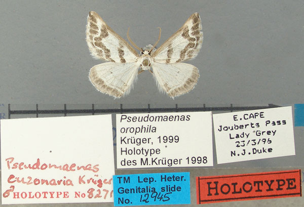 /filer/webapps/moths/media/images/E/euzonaria_Pseudomaenas_HT_TMSA.jpg