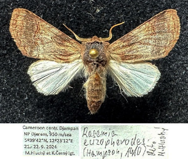 /filer/webapps/moths/media/images/E/euzopherodes_Rasemia_AM_Hluchy.jpg