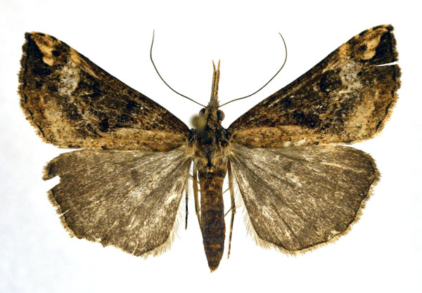 /filer/webapps/moths/media/images/E/evamariae_Hypena_A_NHMO.jpg