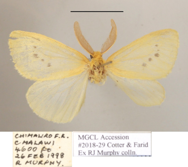 /filer/webapps/moths/media/images/E/evanescens_Crorema_AM_MGCLa_01.JPG