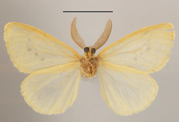 /filer/webapps/moths/media/images/E/evanescens_Crorema_AM_MGCLb_01.JPG