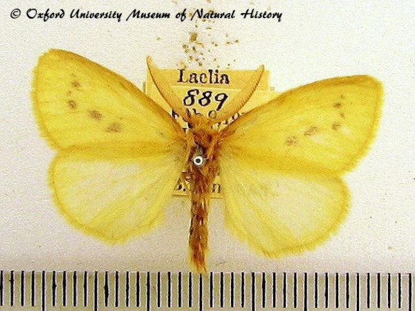 /filer/webapps/moths/media/images/E/evanescens_Crorema_AM_OUMNH.JPG
